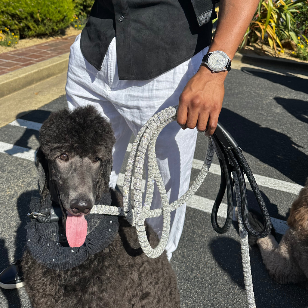 THE SOLANA (POODLE DAY SPECIAL PRICE)